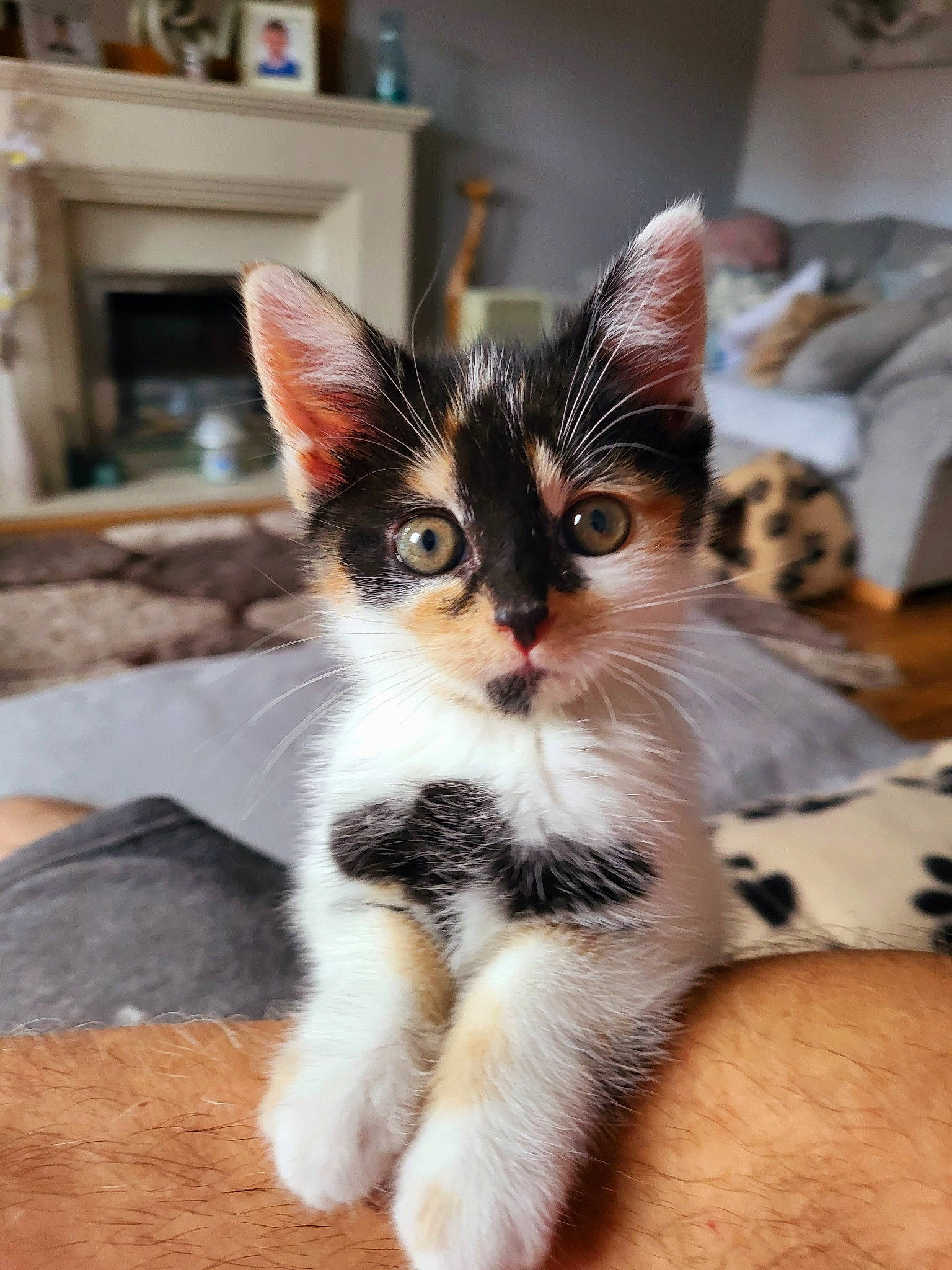 Yoki is registered to the contest to win money with this photo: box, carnivore, cat, claw, comfort, domestic_short_haired_cat, eye, fawn, felidae, flooring, foot, fur, hardwood, paw, picture_frame, sitting, small_to_medium_sized_cats, snout, tail, whiskers