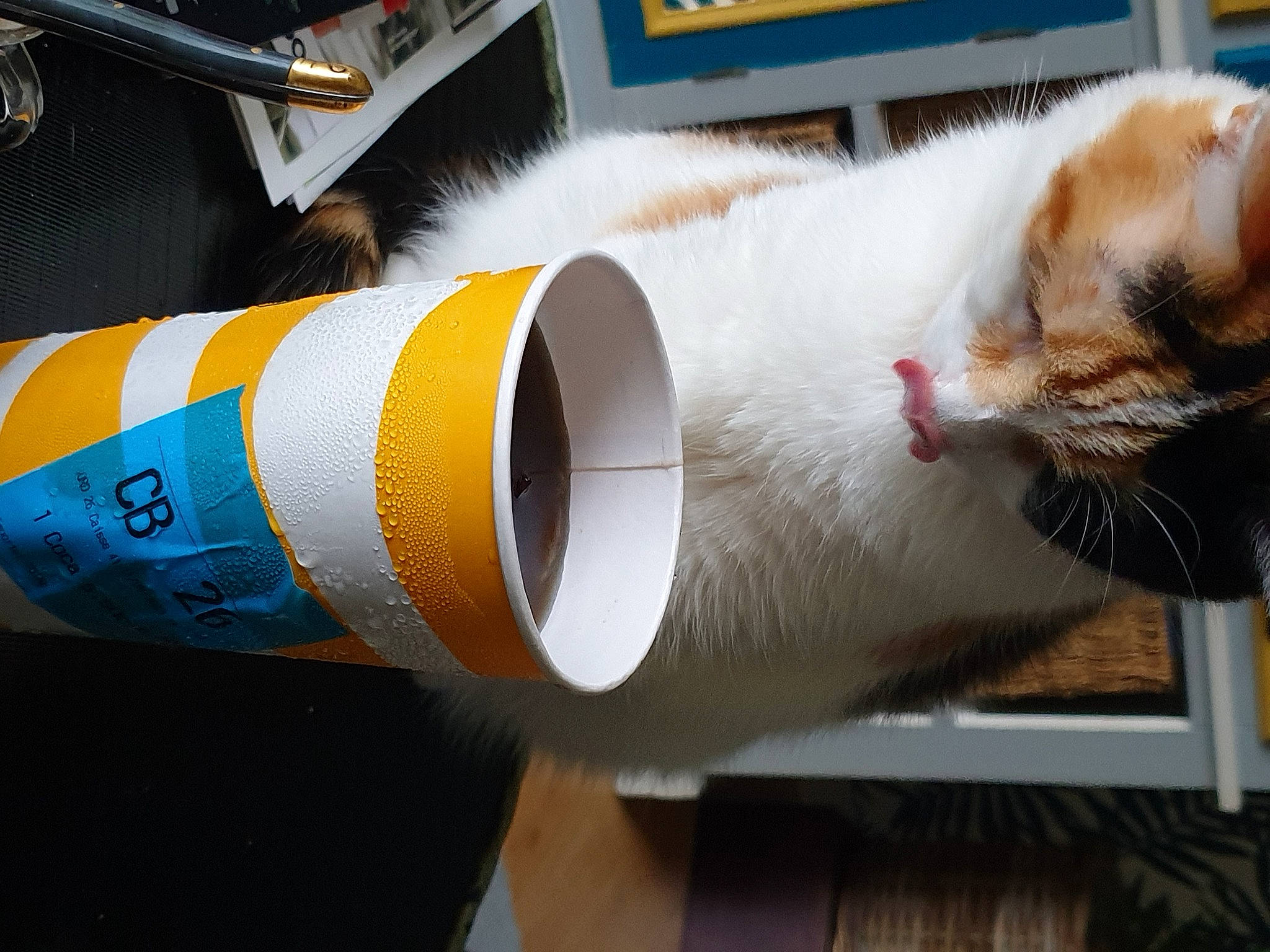 Happy a rejoint le concours — aidez-le/la à gagner de superbes lots ! carnivore, cat, cylinder, domestic_short_haired_cat, felidae, fur, gas, metal, paw, pipe, publication, small_to_medium_sized_cats, tail, whiskers, wood