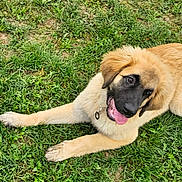 Ayumi participe au concours pour gagner de l'argent avec cette photo : dog, puppy, grass, outdoor, animal, pet, canine, tongue, playful, fur, lying_down, nature, mammal, young, collar, friendly, cute, happy, ears, black_face