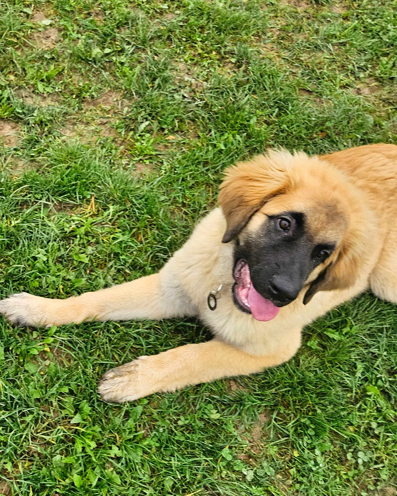 Ayumi participe au concours pour gagner de l'argent avec cette photo : dog, puppy, grass, outdoor, animal, pet, canine, tongue, playful, fur, lying_down, nature, mammal, young, collar, friendly, cute, happy, ears, black_face