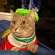 Kitty is registered to the contest to win money with this photo: animal, blue_jeans, cat, closeup, clothing, cozy, curtains, cute, domestic, feline, fur, hat, indoor, orange_nose, paws, person, pet, sweater, whiskers, yellow_eyes