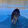 Kitty joined the competition — help win amazing prizes! animal, cat, cold, daylight, frost, frozen_lake, fur, ice, lake, nature, outdoor, reflection, solitary, tabby, trees, walking, water, wildlife, winter, yellow_eyes