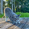 Kitty joined the competition — help win amazing prizes! animal, cat, close_up, crouching, daylight, focused, fur, grass, gray_tabby, greenery, nature, outdoor, pet, pounce, sunlight, texture, trees, whiskers, wildlife, wooden_deck