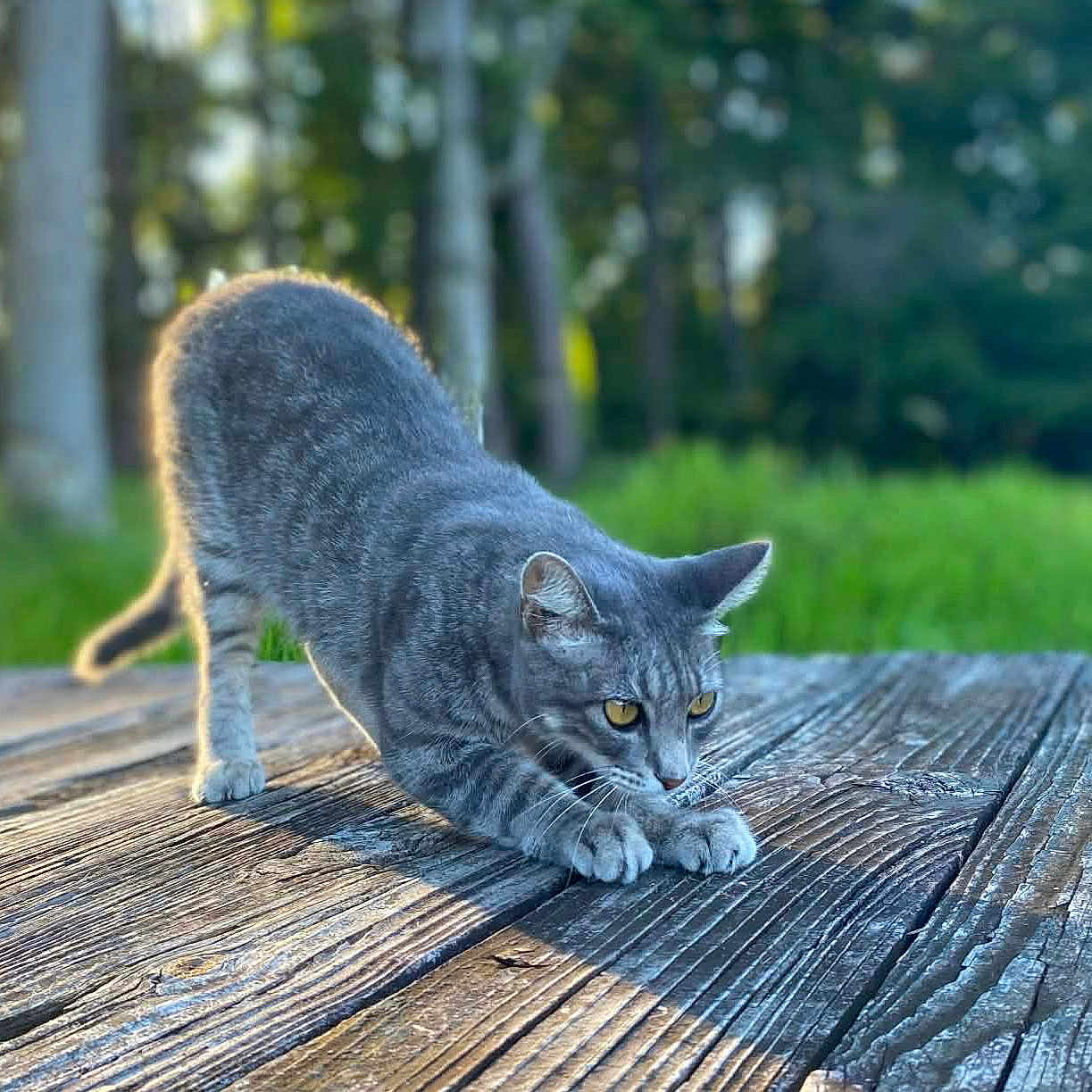 Kitty