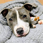 Nilah joined the competition — help win amazing prizes! puppy, dog, close_up, blanket, gray, white, snuggling, toy, cute, pet, fur, nose, ears, indoor, cozy, soft, animal, face, paw, resting