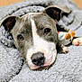 puppy, dog, close_up, blanket, gray, white, snuggling, toy, cute, pet, fur, nose, ears, indoor, cozy, soft, animal, face, paw, resting