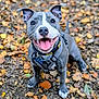 dog, happy, smiling, tongue_out, harness, collar, autumn, leaves, forest_floor, outdoor, pet, canine, grey_dog, white_markings, short_hair, animal, nature, close_up, playful, friendly