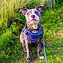 dog, canine, pet, animal, grass, outdoor, harness, leash, nature, greenery, ears, sitting, attention, sunlight, field, cute, portrait, muzzle, collar, tag