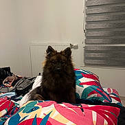 Oslo participe au concours pour gagner de l'argent avec cette photo : dog, bed, bedding, colorful, tropical_pattern, indoor, room, radiator, window_blinds, furniture, pet, animal, fur, fluffy, sitting, cozy, domestic, canine, household, resting