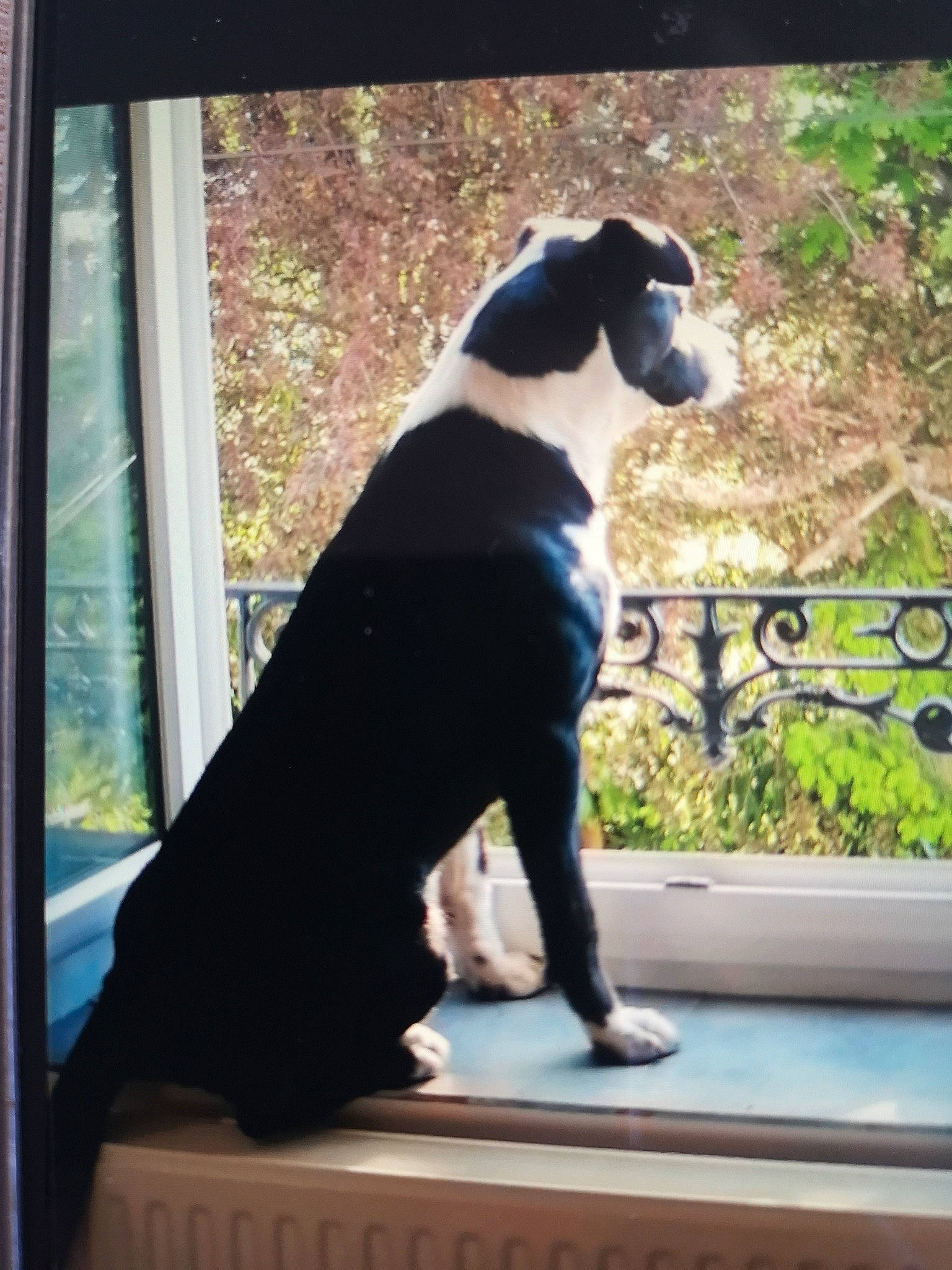 Alto participe au concours pour gagner de l'argent avec cette photo : boston_terrier, carnivore, collar, companion_dog, dog, dog_breed, dog_collar, dog_supply, fawn, formal_wear, fur, glass, pet_supply, plant, snout, sporting_group, tail, tints_and_shades, window, working_animal