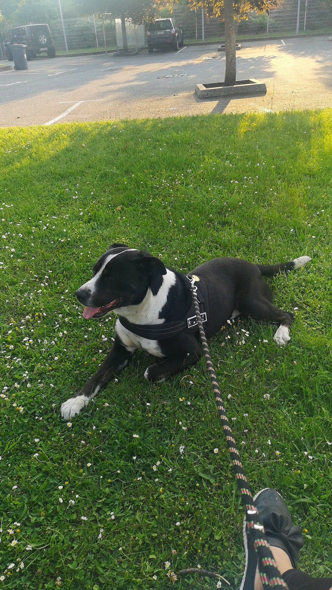 Alto a rejoint le concours — aidez-le/la à gagner de superbes lots ! canidae, carnivore, collar, companion_dog, dog, dog_breed, dog_collar, grass, guard_dog, lawn, leash, plant, road_surface, shadow, sidewalk, sporting_group, tail, whiskers, working_dog, yard