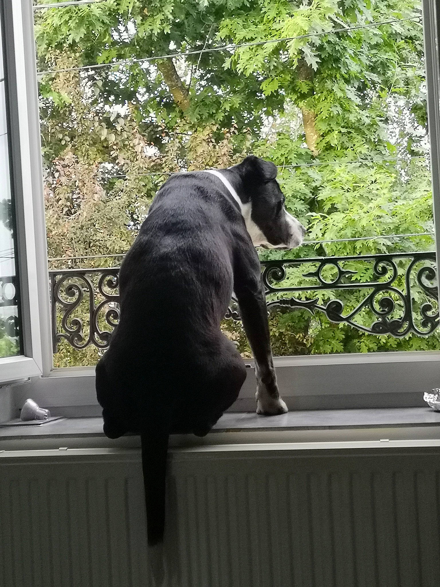 Alto a rejoint le concours — aidez-le/la à gagner de superbes lots ! canidae, carnivore, comfort, companion_dog, dog, dog_breed, fawn, fur, grass, guard_dog, plant, shade, snout, sporting_group, tail, terrestrial_animal, tints_and_shades, tree, window, working_animal