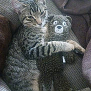 Magnolia is registered to the contest to win money with this photo: cat, tabby_cat, stuffed_toy, teddy_bear, snuggling, couch, furniture, indoor, cozy, pet, animal, fur, striped, relaxing, cute, companion, laying, soft, home, friendship