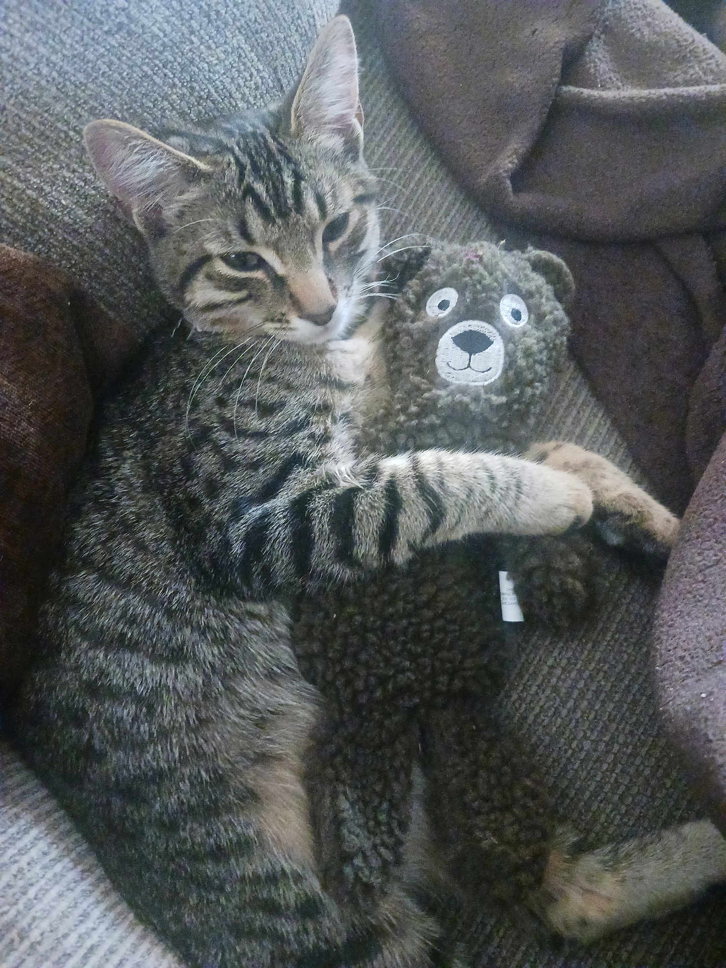 Magnolia is registered to the contest to win money with this photo: cat, tabby_cat, stuffed_toy, teddy_bear, snuggling, couch, furniture, indoor, cozy, pet, animal, fur, striped, relaxing, cute, companion, laying, soft, home, friendship