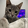 cat, kitten, gray_tabby, whiskers, ears, curious, close_up, indoor, blanket, bedroom, television, blurred_background, paw, feline, pet, young_cat, soft_texture, cute, animal, domestic_cat