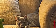 Echo is registered to the contest to win money with this photo: cat, gray_cat, couch, sofa, pillow, indoor, relaxed, pet, feline, living_room, drink_cup, red_straw, window, curtain, wood_floor, home, cozy, animal, resting, domestic