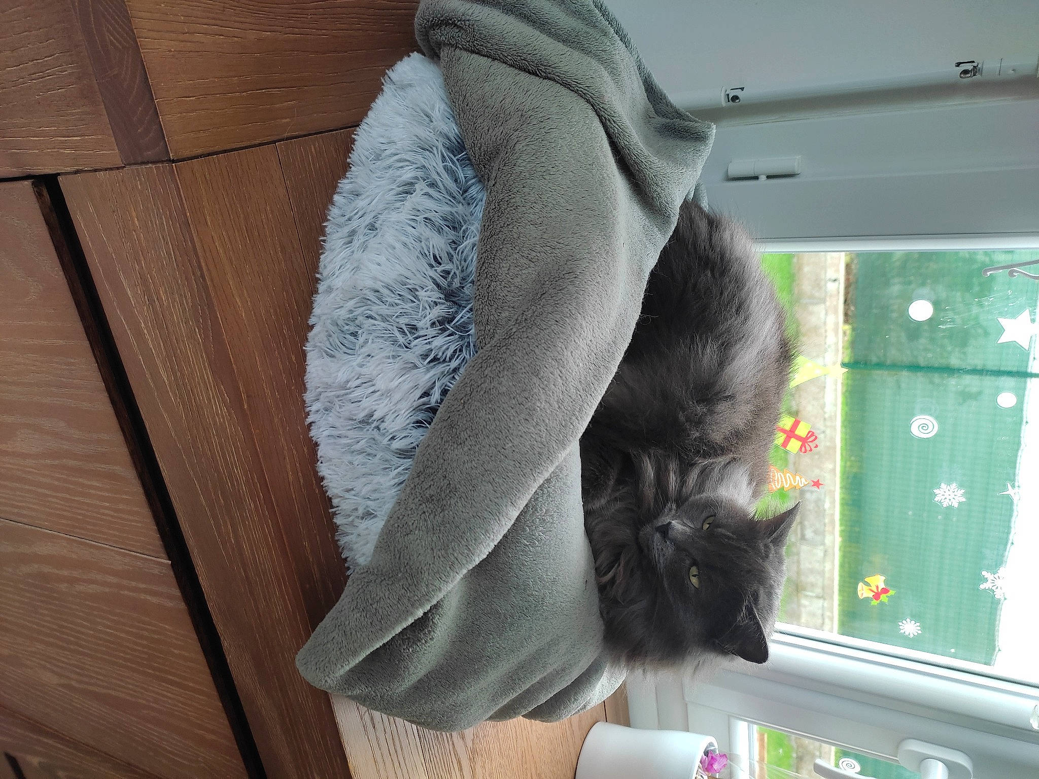 Plume a rejoint le concours — aidez-le/la à gagner de superbes lots ! blazer, carnivore, cat, cat_supply, collar, comfort, fashion_accessory, felidae, fur, grey, human_leg, linens, natural_material, pattern, sleeve, small_to_medium_sized_cats, tail, whiskers, window, wool