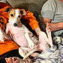 Gemma is registered to the contest to win money with this photo: dog, couch, blanket, person, orange_sweatshirt, gray_shirt, paw, indoor, relaxed, pet, cozy, furniture, animal, lying_down, comfort, casual, resting, domestic, canine, home