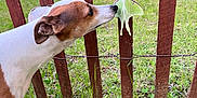 Gemma joined the competition — help win amazing prizes! dog, moth, fence, grass, outdoor, animal, nature, insect, curious, pet, yard, green, brown, wood, sniffing, closeup, summer, daylight, wildlife, friendship
