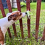 dog, moth, fence, grass, outdoor, animal, nature, insect, curious, pet, yard, green, brown, wood, sniffing, closeup, summer, daylight, wildlife, friendship