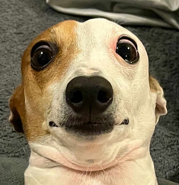 Gemma is registered to the contest to win money with this photo: dog, close_up, face, wide_eyes, expression, pet, animal, cute, lying_down, fur, nose, whiskers, indoors, texture, gray_background, portrait, funny, chubby, head, muzzle