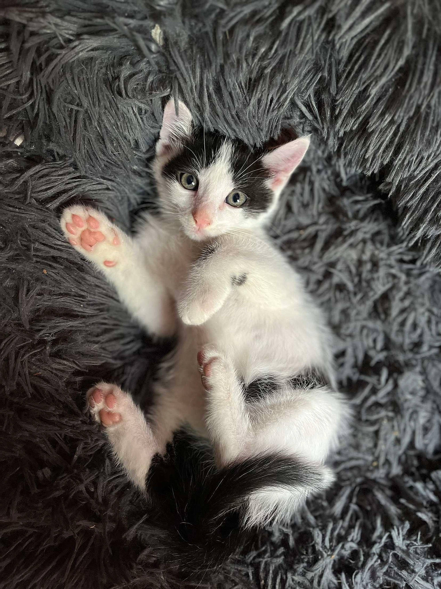 Floki participe au concours pour gagner de l'argent avec cette photo : art, carnivore, cat, cat_toy, claw, domestic_short_haired_cat, fawn, felidae, foot, fur, gesture, grass, organism, paw, plant, small_to_medium_sized_cats, snout, tail, tree, whiskers