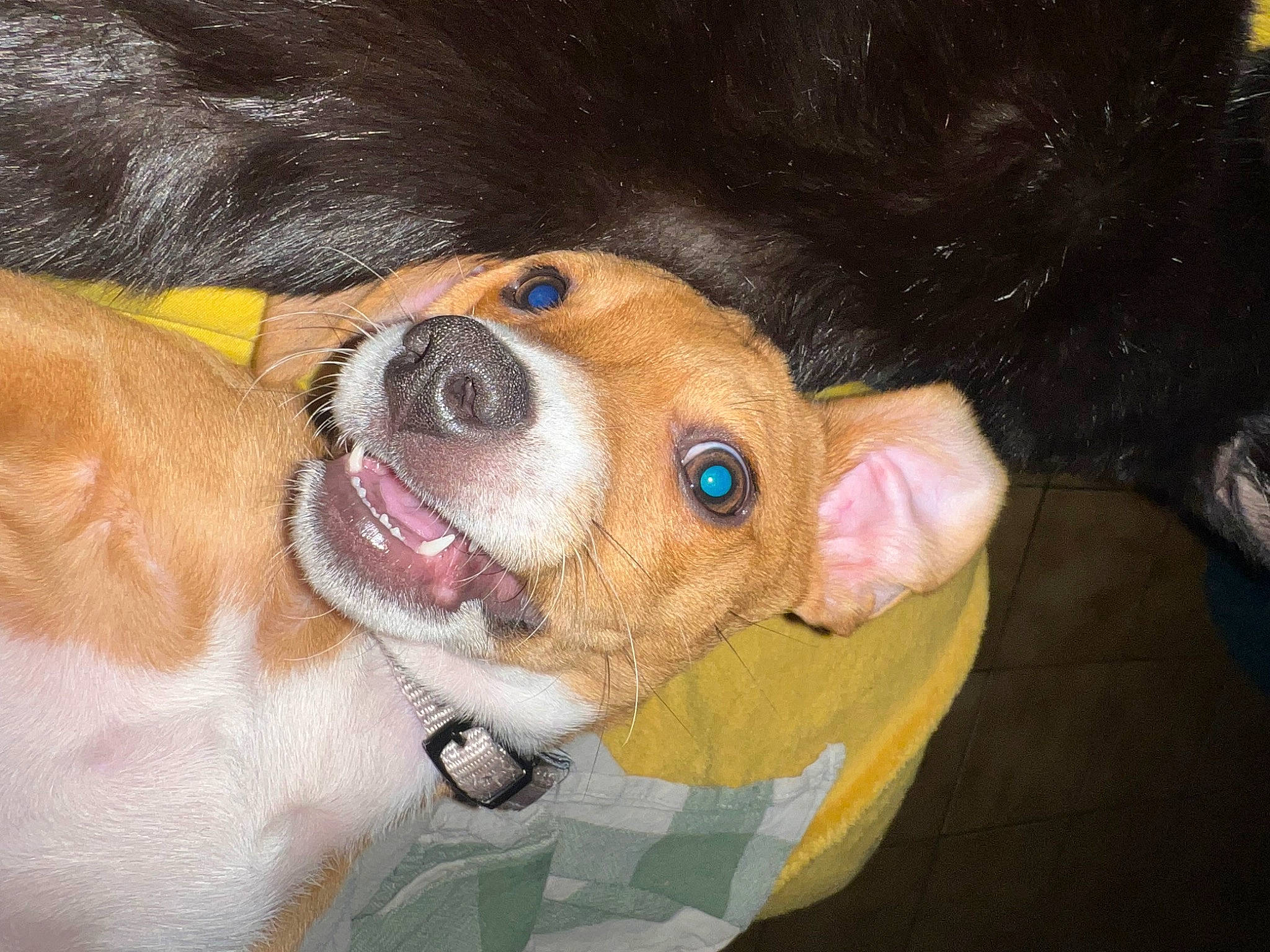 Ezio a rejoint le concours — aidez-le/la à gagner de superbes lots ! canidae, carnivore, collar, companion_dog, dog, dog_breed, ear, eyewear, fawn, fur, goggles, liver, puppy, puppy_love, snout, sporting_group, stuffed_toy, toy_dog, whiskers, working_animal