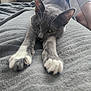 cat, gray_cat, white_paws, stretching, blanket, bed, feet, socks, sneakers, indoor, relaxed, pet, feline, cozy, texture, resting, close_up, animal, home, casual