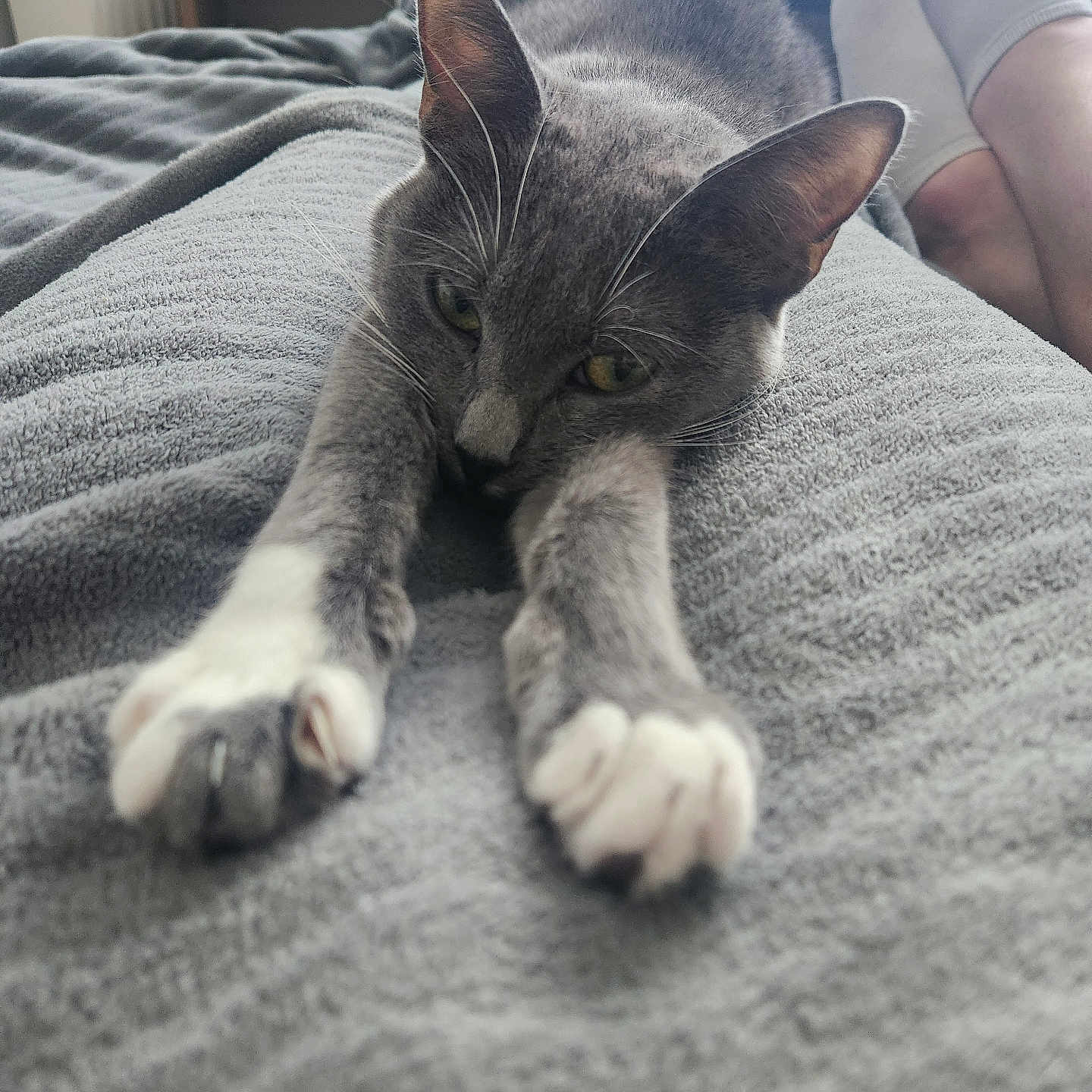 Louloute participe au concours pour gagner de l'argent avec cette photo : animal, bed, blanket, casual, cat, close_up, cozy, feet, feline, gray_cat, home, indoor, pet, relaxed, resting, sneakers, socks, stretching, texture, white_paws