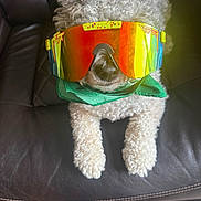 Milo joined the competition — help win amazing prizes! dog, poodle, goggles, sunglasses, bandana, leather_couch, paws, curly_fur, nose, muzzle, pet, indoor, portrait, closeup, reflection, colorful, accessory, cozy, whiskers, sitting