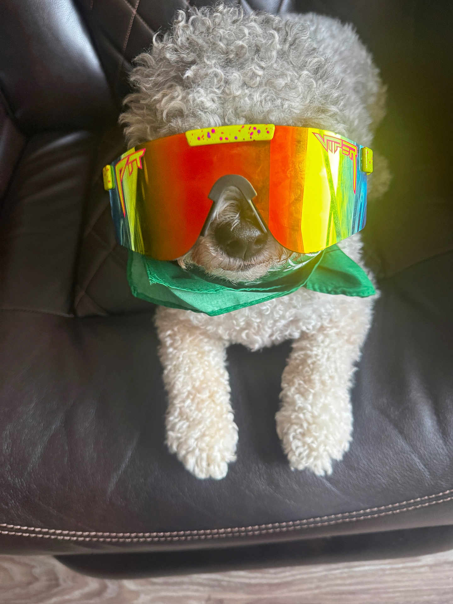 Milo joined the competition — help win amazing prizes! dog, poodle, goggles, sunglasses, bandana, leather_couch, paws, curly_fur, nose, muzzle, pet, indoor, portrait, closeup, reflection, colorful, accessory, cozy, whiskers, sitting