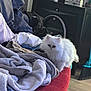 Bella And Elsa is registered to the contest to win money with this photo: animal, blanket, broom, cat, chair, clothes, cozy, domestic, floor, fluffy, fur, furniture, home, indoor, messy, pet, red_chair, resting, soft_texture, white_cat