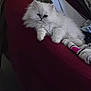 Bella And Elsa is registered to the contest to win money with this photo: animal, armrest, cat, couch, cozy, cute, domestic, fluffy, fur, furniture, home, indoor, kitten, pet, relaxing, resting, sleepy, sock, textile, white_cat