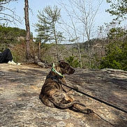 Draco joined the competition — help win amazing prizes! dog, brindle, bandana, leash, rock, outdoor, nature, tree, forest, hill, person, shoe, pants, sunlight, relaxed, canine, landscape, daytime, animal, resting