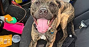 Draco is registered to the contest to win money with this photo: dog, brindle, tongue_out, car_interior, backseat, cardboard_box, snacks, seatbelt, black_seat, pet, happy, smiling, animal, canine, tongue, collar, messy, plastic_cup, toy, relaxed