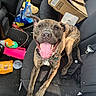dog, brindle, tongue_out, car_interior, backseat, cardboard_box, snacks, seatbelt, black_seat, pet, happy, smiling, animal, canine, tongue, collar, messy, plastic_cup, toy, relaxed