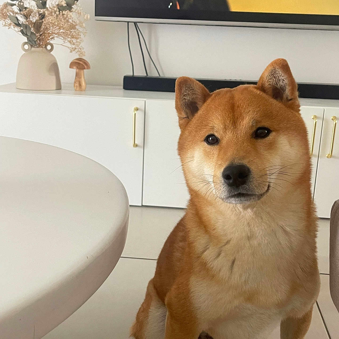 Taïko a rejoint le concours — aidez-le/la à gagner de superbes lots ! animal, canine, computerhardware, desk, dog, electronics, flower, flowerarrangement, furniture, hardware, indoors, interiordesign, monitor, pet, plant, pottedplant, screen, table, tabletop, tv