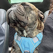 Bentley is registered to the contest to win money with this photo: dog, brindle, harness, car_interior, seat, closed_eyes, relaxed, pet, canine, fur, snout, leather_seat, window, sky, resting, companion, travel, human, fleece_jacket, comfort