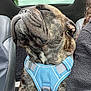 dog, brindle, harness, car_interior, seat, closed_eyes, relaxed, pet, canine, fur, snout, leather_seat, window, sky, resting, companion, travel, human, fleece_jacket, comfort