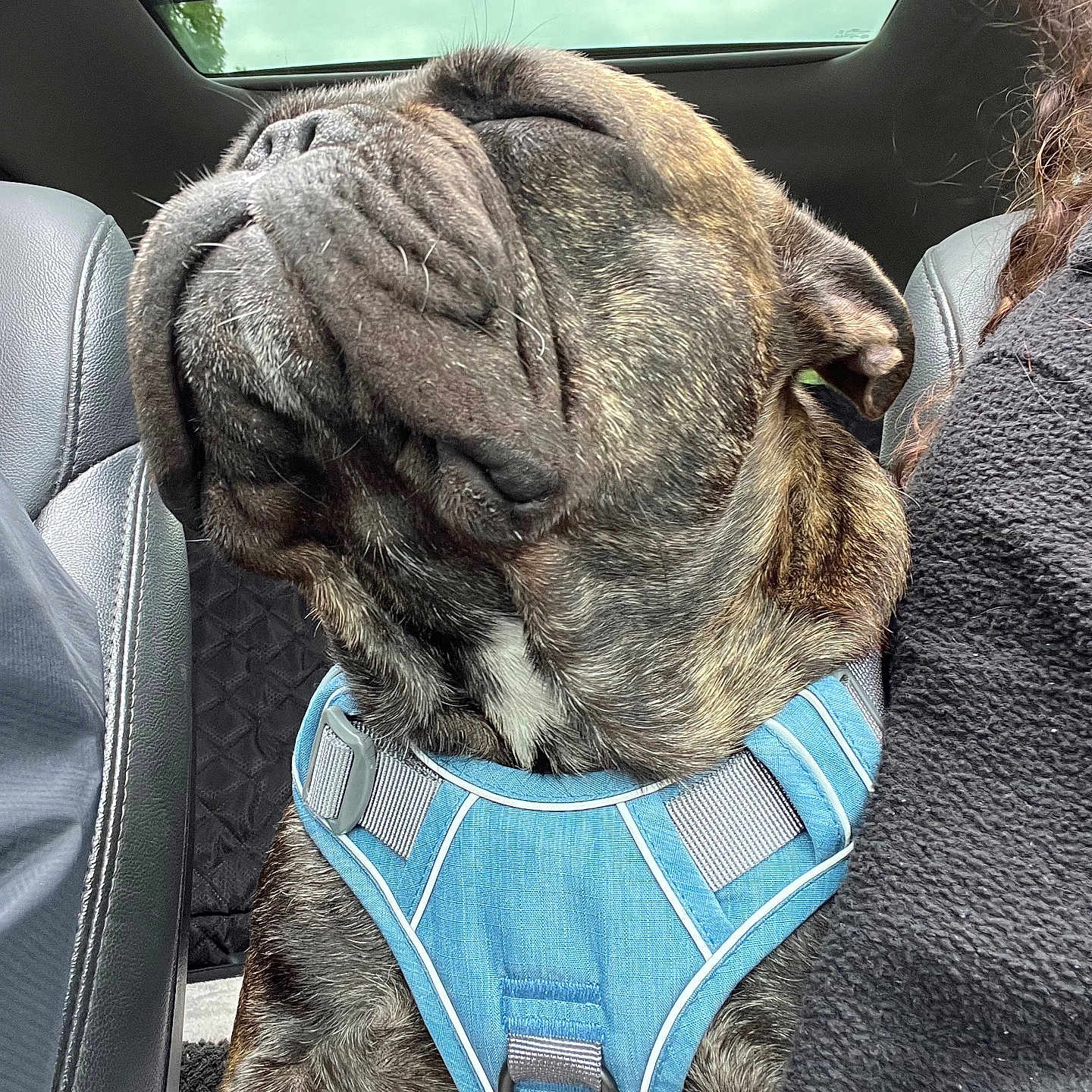 Bentley is registered to the contest to win money with this photo: brindle, canine, car_interior, closed_eyes, comfort, companion, dog, fleece_jacket, fur, harness, human, leather_seat, pet, relaxed, resting, seat, sky, snout, travel, window