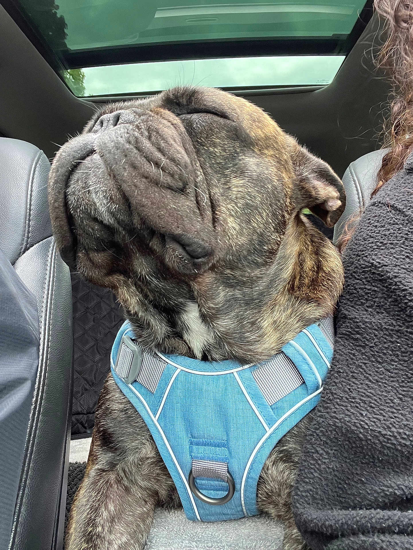 Bentley is registered to the contest to win money with this photo: dog, brindle, harness, car_interior, seat, closed_eyes, relaxed, pet, canine, fur, snout, leather_seat, window, sky, resting, companion, travel, human, fleece_jacket, comfort