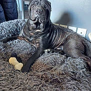 Makao a rejoint le concours — aidez-le/la à gagner de superbes lots ! dog, shar_pei, pet, indoor, bed, plush_toy, fur, paw, wrinkles, resting, cozy, gray, furniture, home, animal, canine, laying_down, relaxed, toy, muzzle