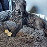 dog, shar_pei, pet, indoor, bed, plush_toy, fur, paw, wrinkles, resting, cozy, gray, furniture, home, animal, canine, laying_down, relaxed, toy, muzzle