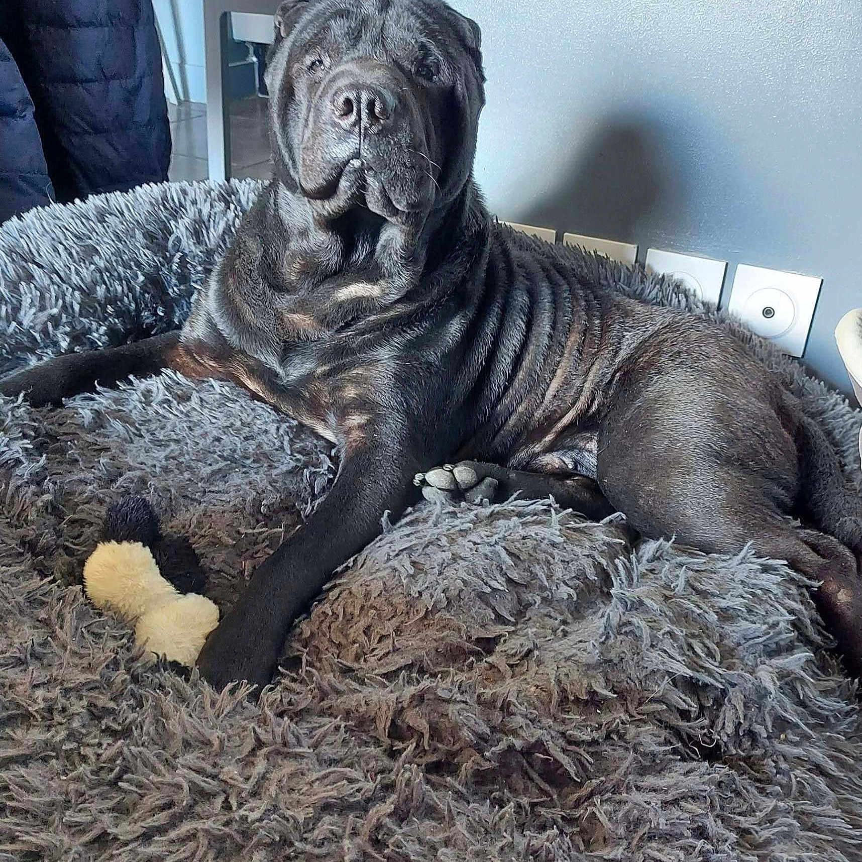 Makao a rejoint le concours — aidez-le/la à gagner de superbes lots ! dog, shar_pei, pet, indoor, bed, plush_toy, fur, paw, wrinkles, resting, cozy, gray, furniture, home, animal, canine, laying_down, relaxed, toy, muzzle