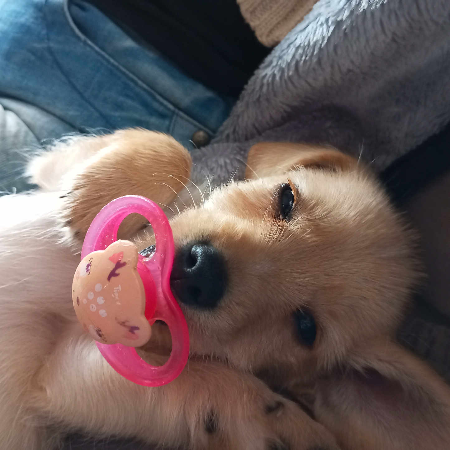 Ohana participe au concours pour gagner de l'argent avec cette photo : animal, bodypart, canine, clothing, cockerspaniel, couch, dog, furniture, goldenretriever, hound, jeans, labradorretriever, pants, papillon, person, pet, puppy, sleeping, terrier, toy