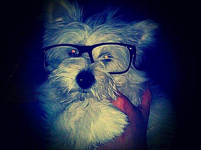 Iris participe au concours pour gagner de l'argent avec cette photo : art, canidae, carnivore, cloud, companion_dog, darkness, dog, dog_breed, dog_collar, electric_blue, eyewear, facial_hair, font, fur, snout, sporting_group, symmetry, toy_dog, whiskers, working_animal