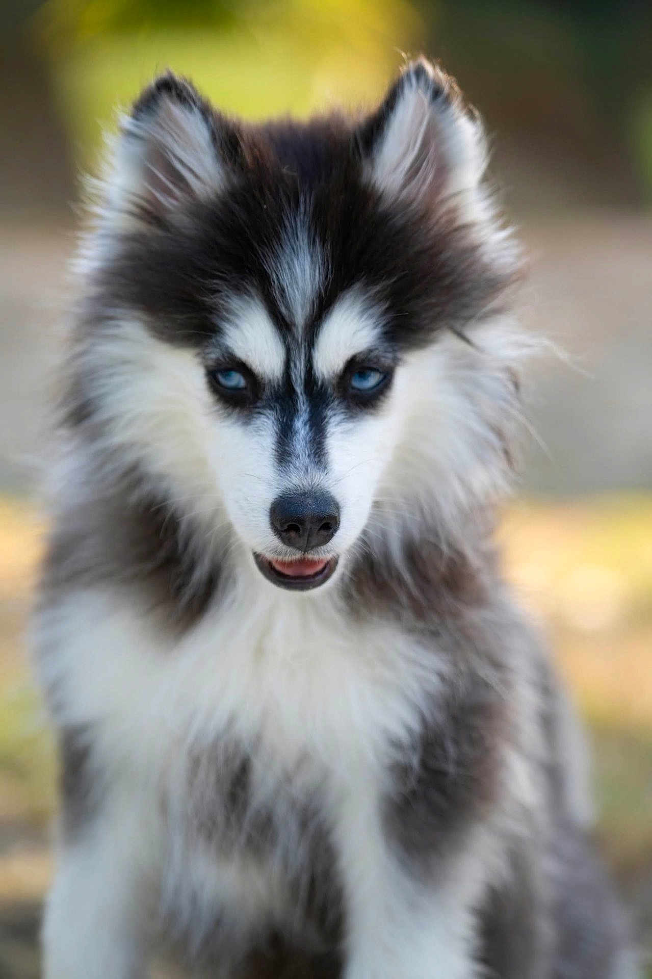 Milo a rejoint le concours — aidez-le/la à gagner de superbes lots ! husky, puppy, dog, blue_eyes, fluffy, fur, black_and_white, portrait, animal, pet, outdoor, nature, canine, cute, young, close_up, expression, ears, nose, whiskers
