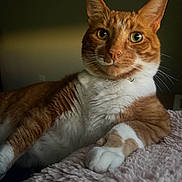 Tommy is registered to the contest to win money with this photo: animal, cat, closeup, cozy, curious_eyes, cute, domestic_cat, feline, fluffy, fur_texture, ginger_cat, indoors, paw, pet, portrait, relaxed, resting, soft_blanket, whiskers, white_fur