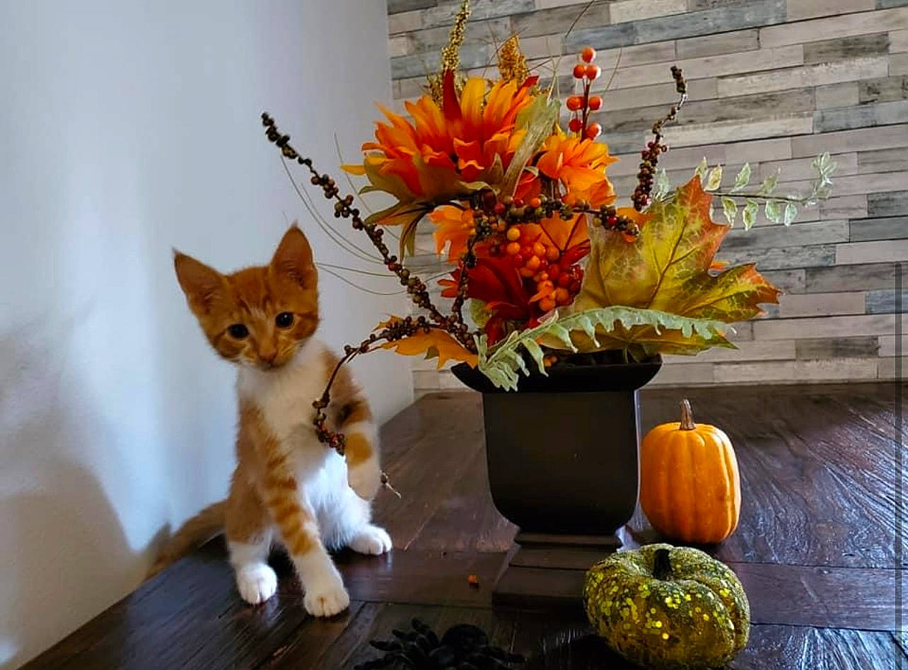 Tommy is registered to the contest to win money with this photo: calabaza, carnivore, cat, couch, cucurbita, fawn, felidae, flower, flowerpot, houseplant, orange, plant, pumpkin, small_to_medium_sized_cats, toy, tree, whiskers, winter_squash, wood, yellow