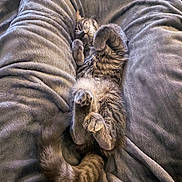 Jeanne participe au concours pour gagner de l'argent avec cette photo : cat, tabby_cat, pet, animal, feline, sleeping, relaxed, cozy, blanket, soft_texture, paws, fur, tail, indoor, resting, cute, domestic_animal, comfort, lying_down, nap